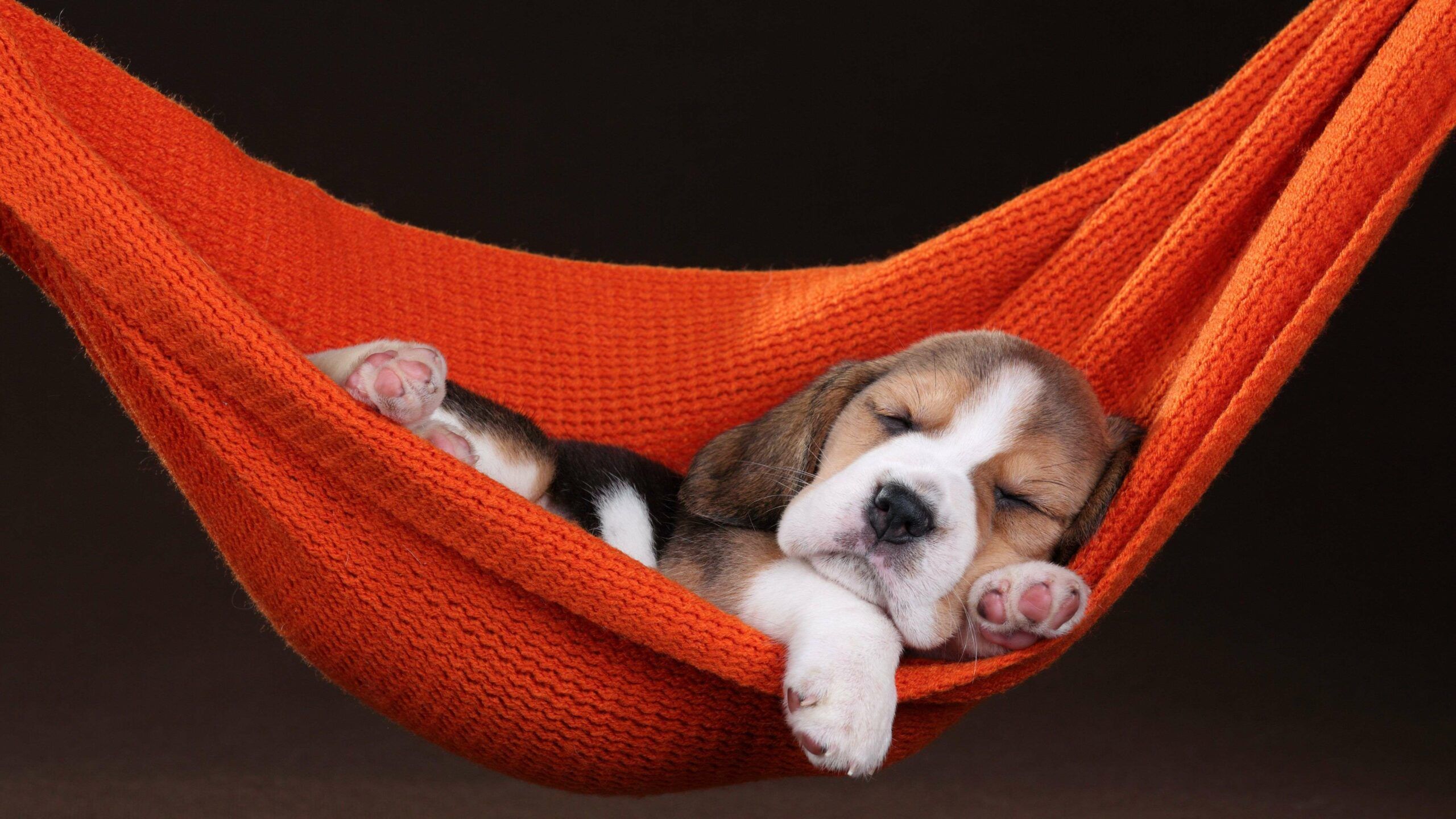 lettino per cani 