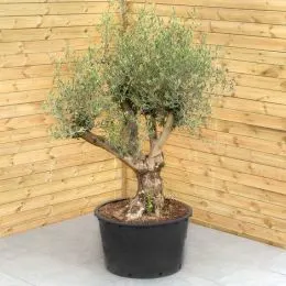 bollywood rhododendron Hododendron 'Bollywood' – evergreen, 19 cm pot, 30 cm height main image 1