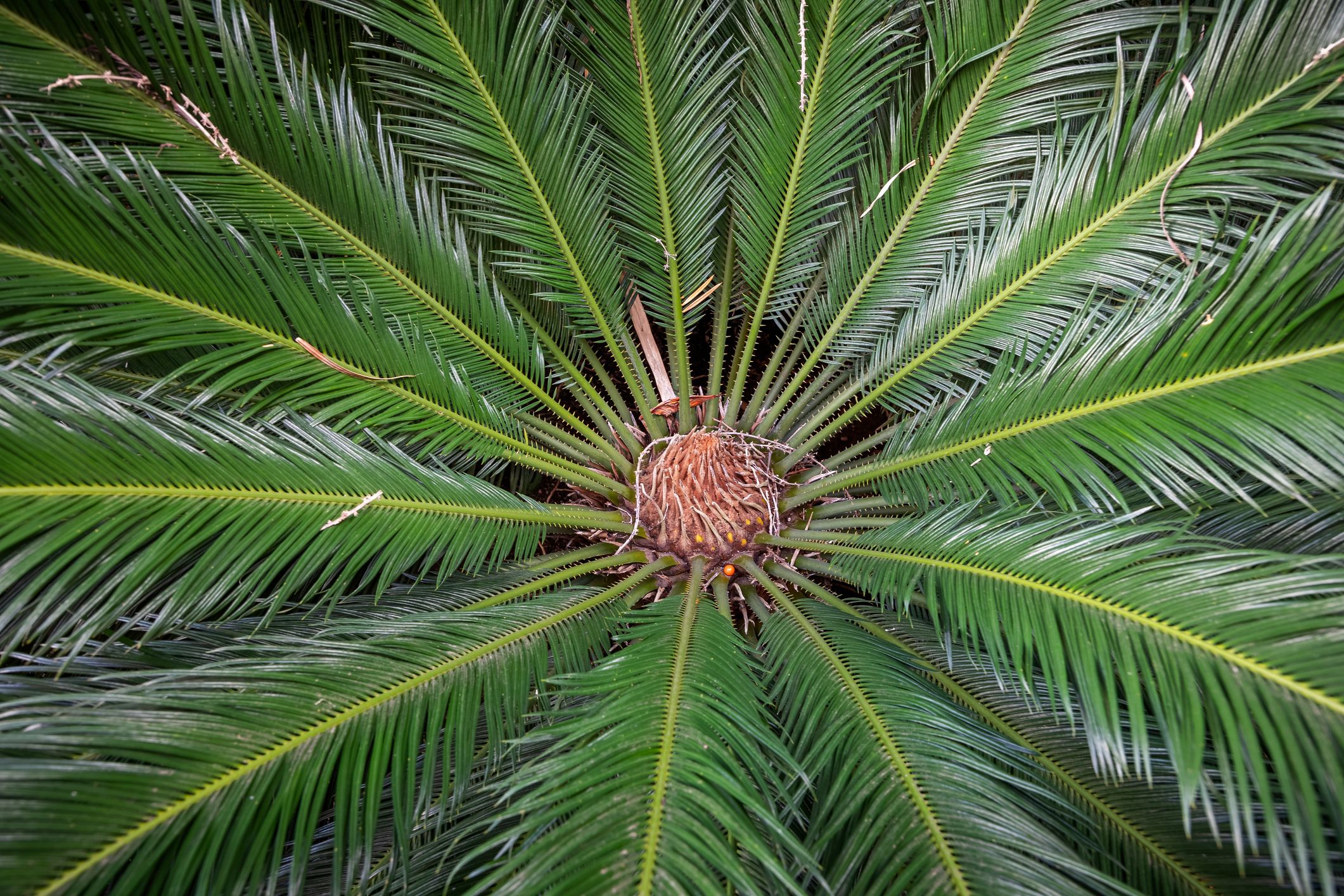 mehrere zimmerpflanzen in einem topf Überraschungskiste – 6 verschiedene Zimmerpflanzen inkl. Topf Vibes main image 0