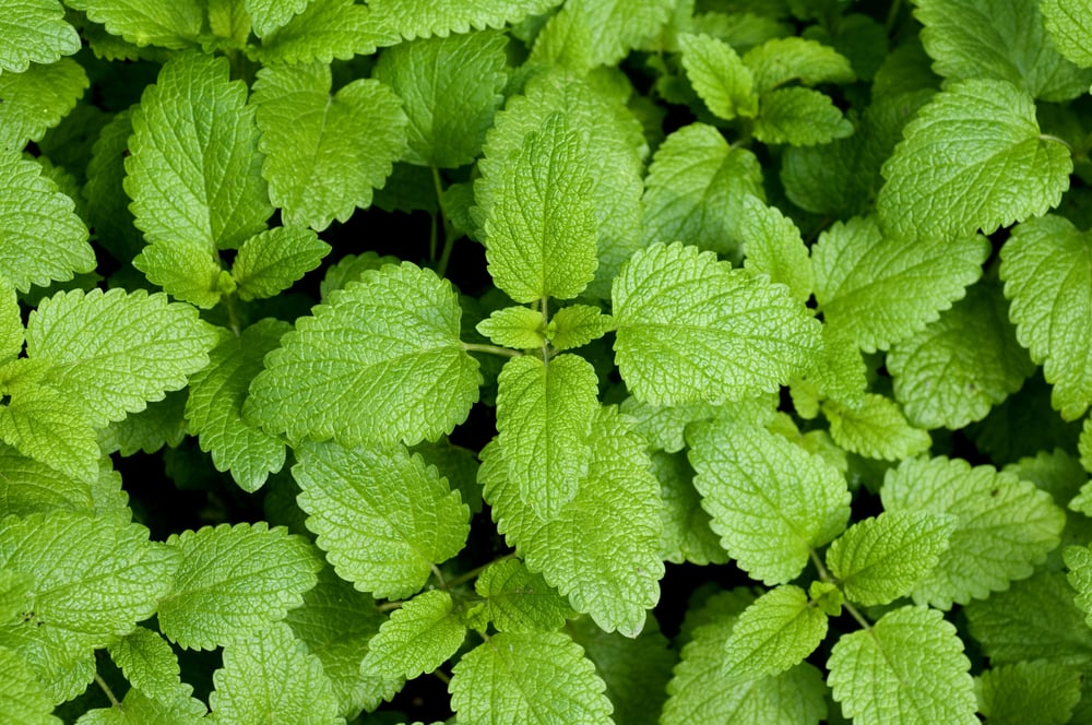 Repellenti Naturali per Topi: Sfrutatre il Profumo di Lavanda e Menta  Piperita