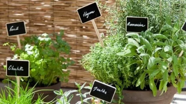 Comment choisir et cuisiner des plantes aromatiques ?