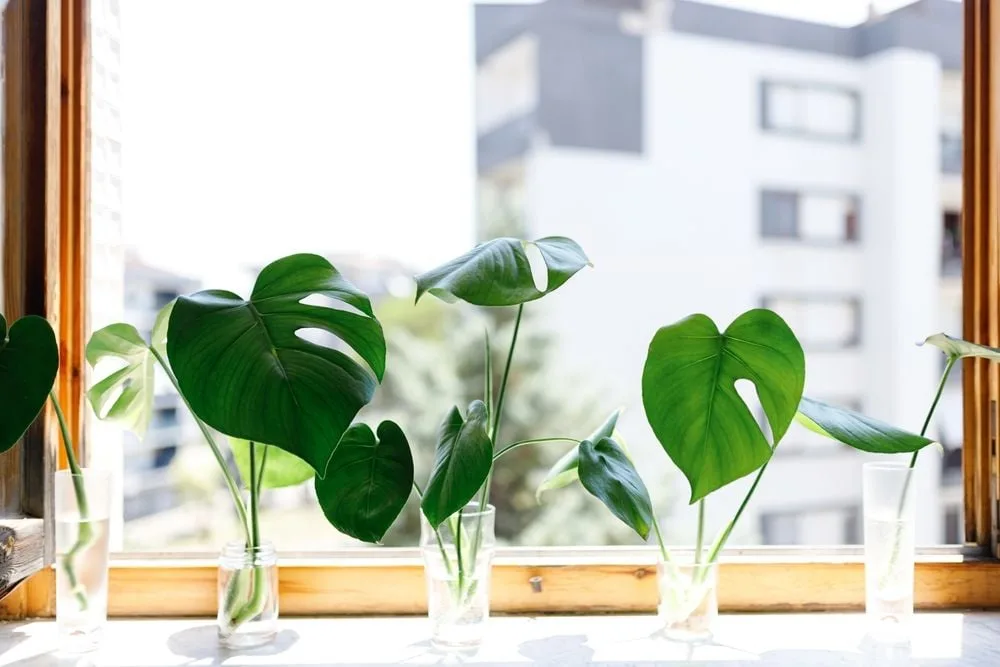 philodendron golden dragon Philodendron 'Golden Dragon' – Lime-Patterned Horsehead Leaves main image 0
