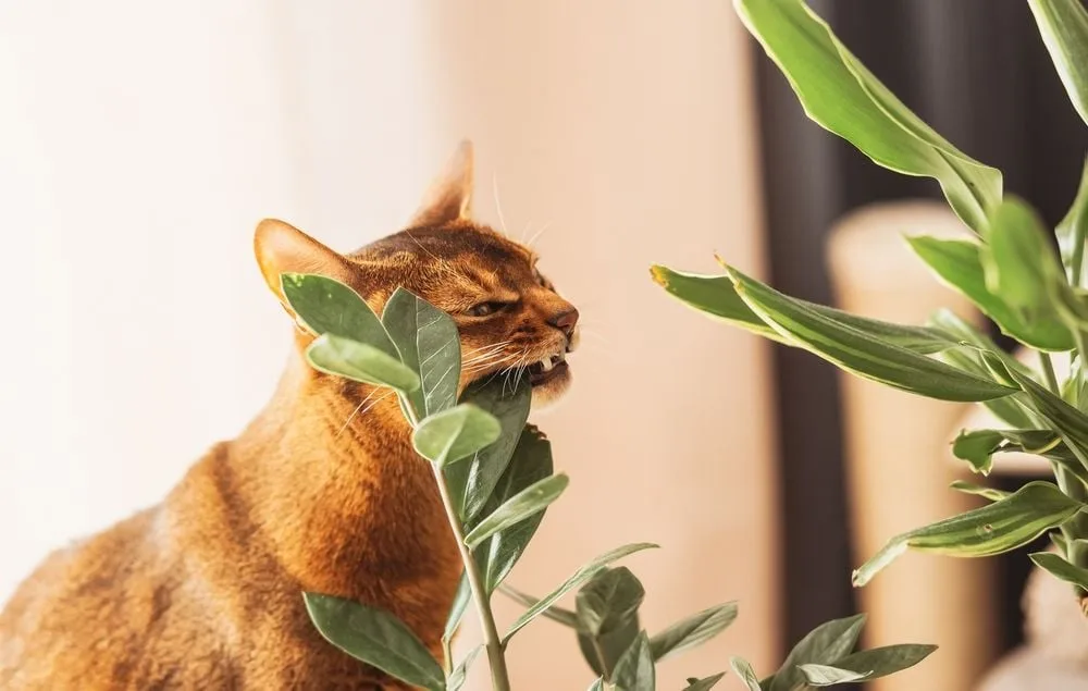 Tierfreunde aufgepasst - 9 Pflanzen, die fr Haustiere giftig sind