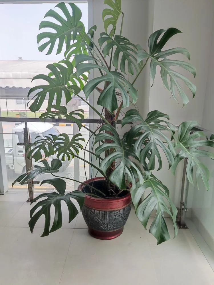 Monstera pflegen: Tipps & Tricks