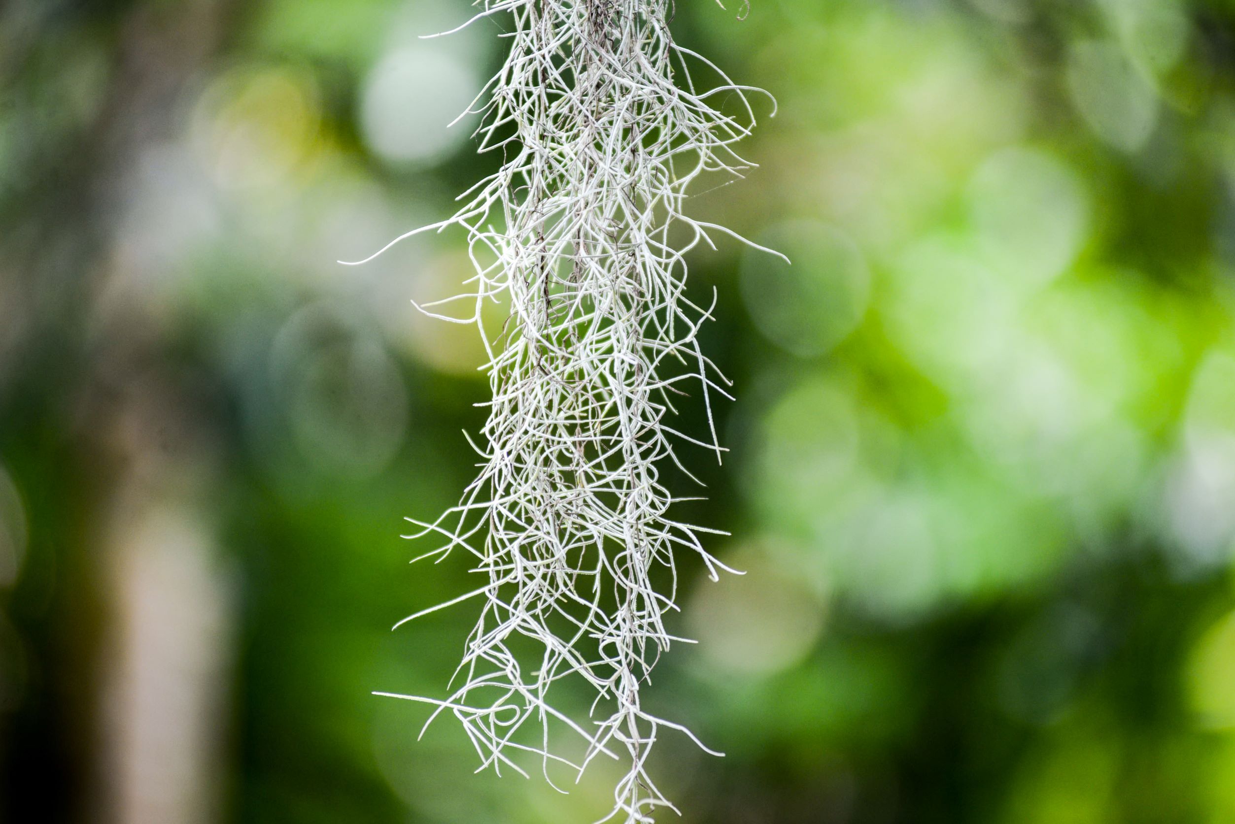 1. Di quanta luce ha bisogno una Tillandsia