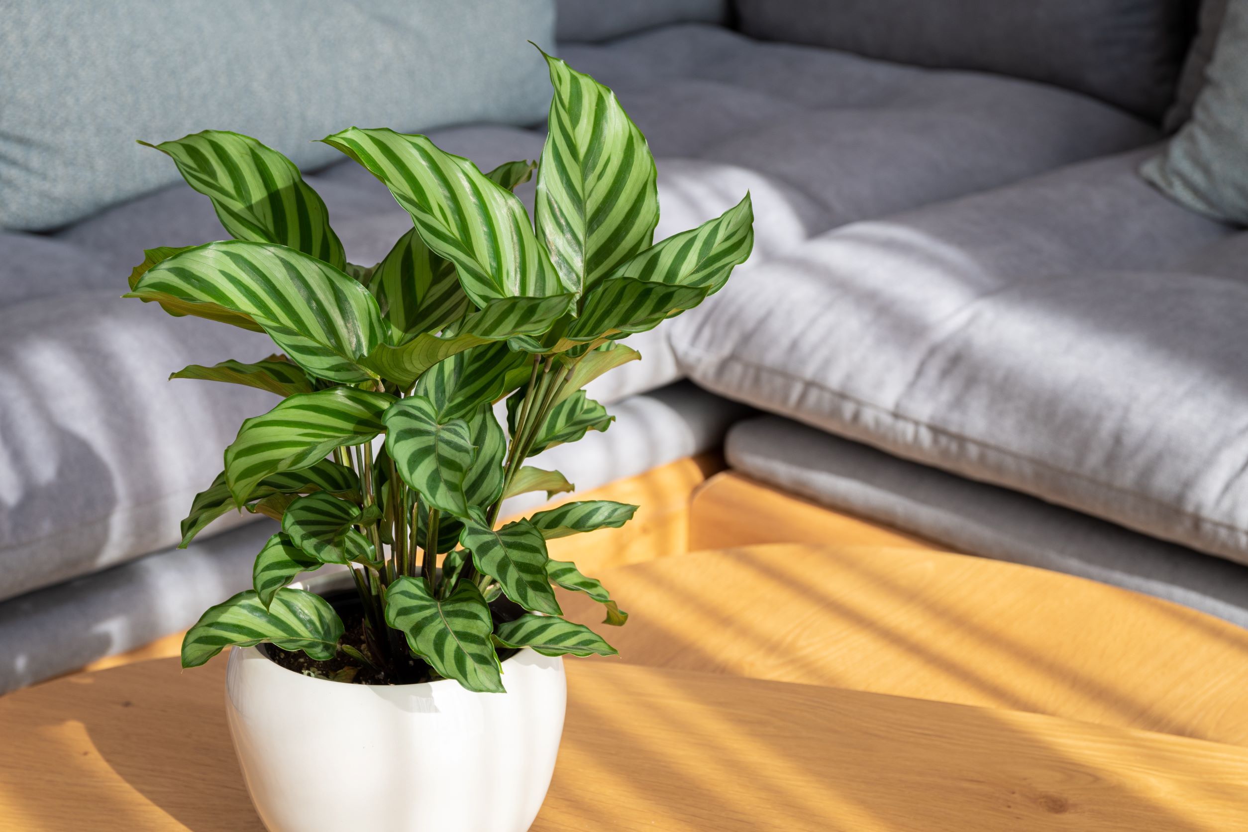 calathea beauty star pflege Calathea Beauty Star – The Plant Boys