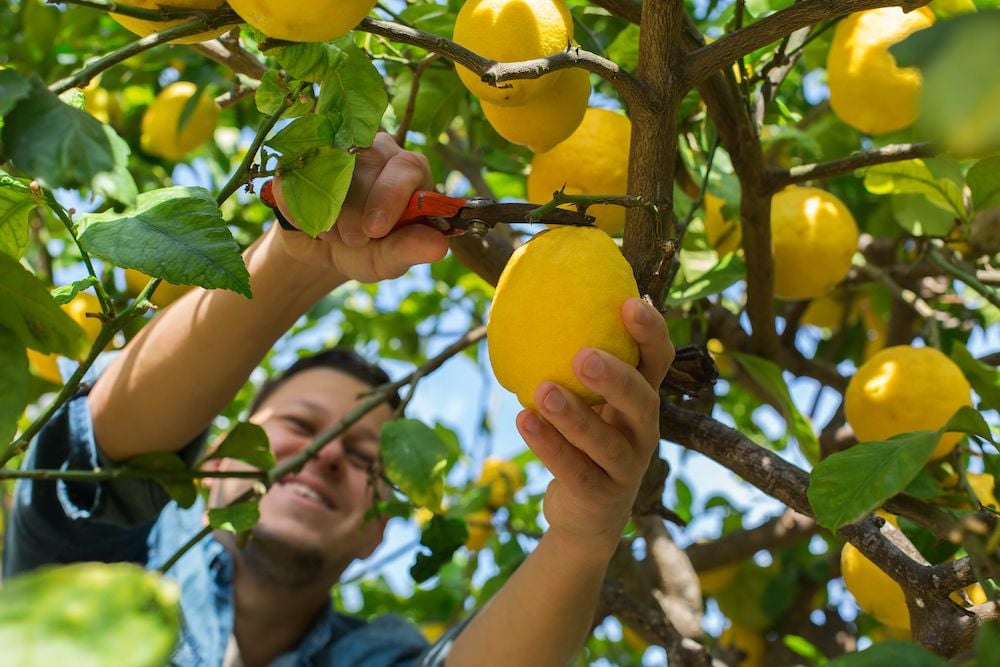 Coltivare una pianta di limoni