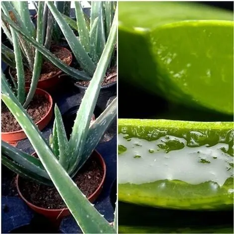 Cuidados del aloe vera