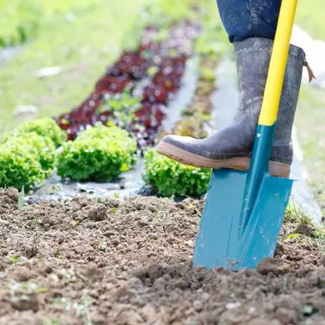 dünger für palmen im garten Palmendünger - Mineralischer NPK Flüssigdünger mit Stickstoff
