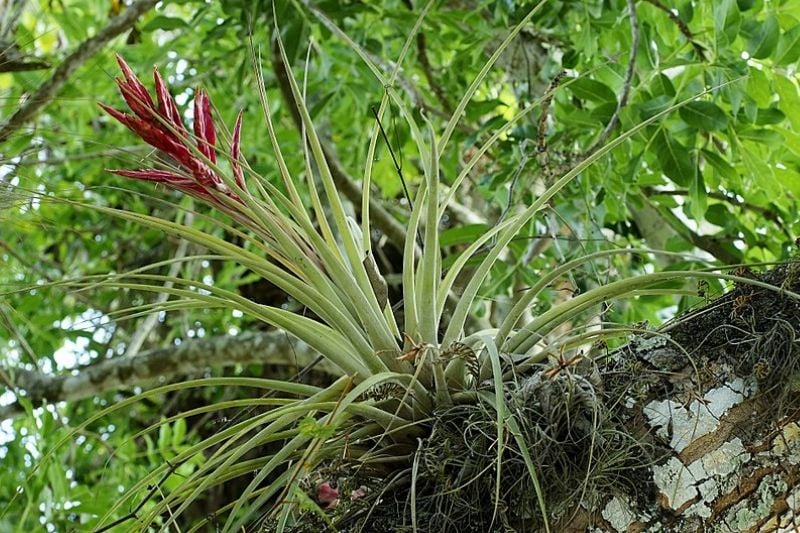 Cmo cuidar las Tillandsias o plantas del aire?