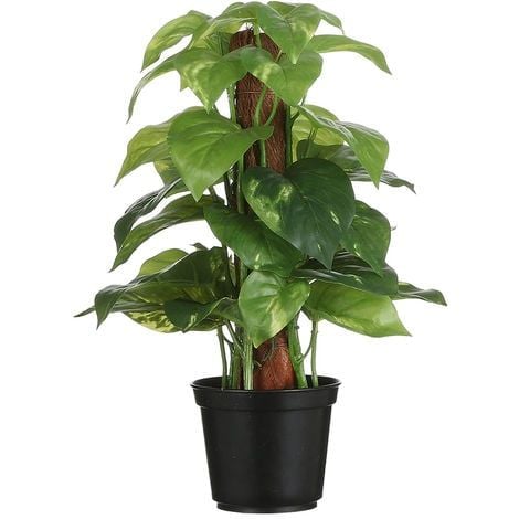 asiatic lily lilium Matrix Dwarf Asiatic Lily Bulbs, Lilium