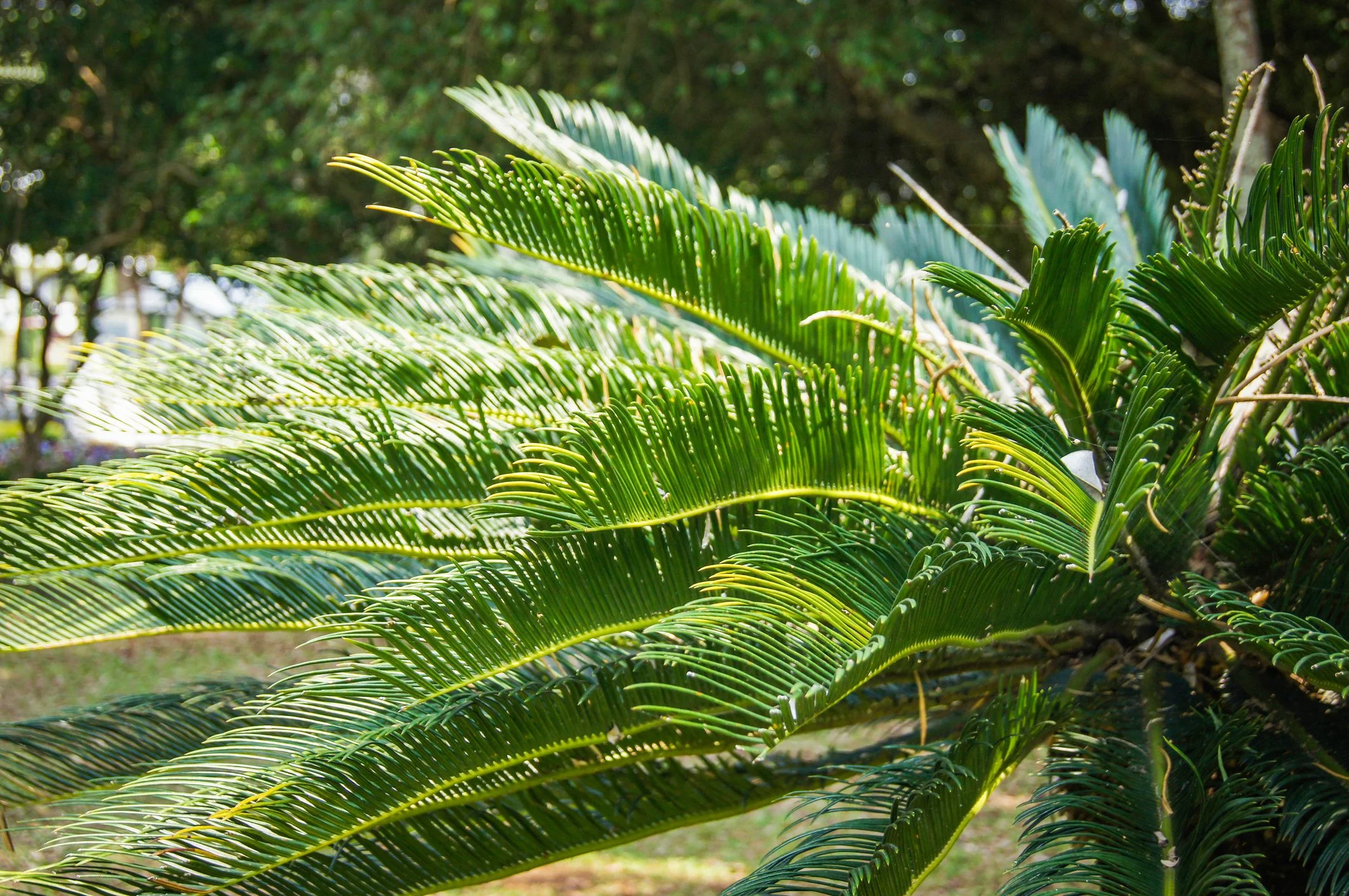 Japanischer Palmfarn: Alles, was Sie wissen mssen