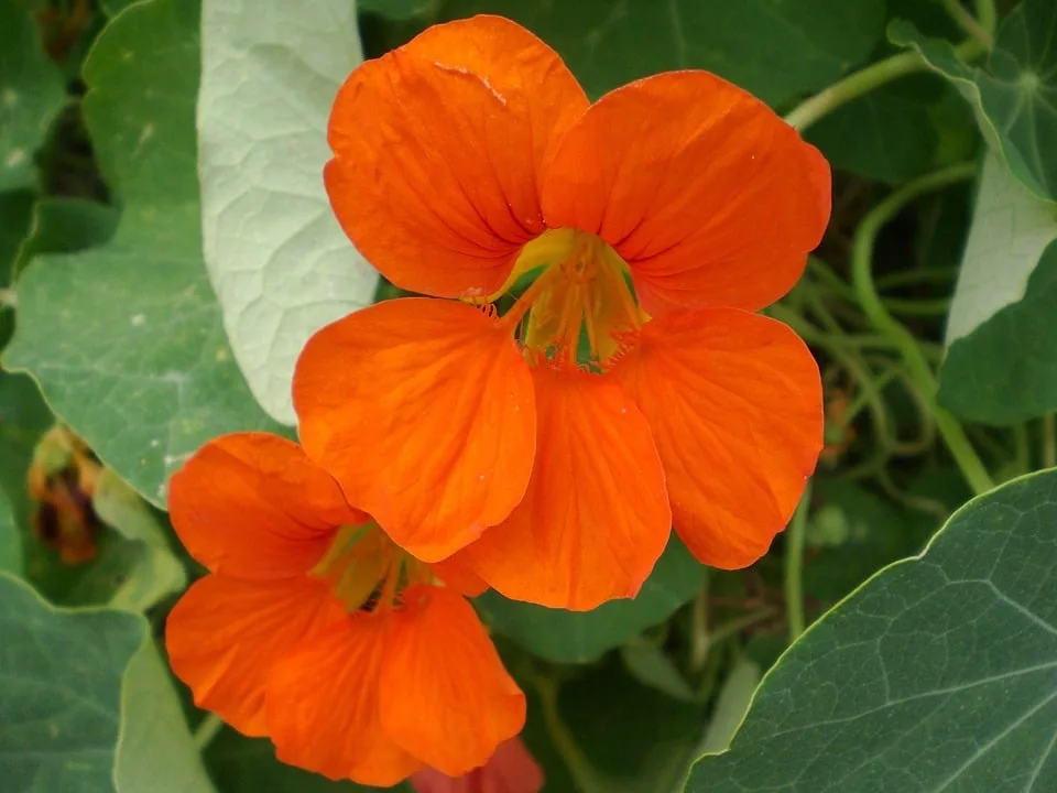 Les 23 plantes vivaces les plus communes