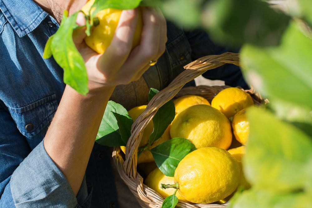 Come coltivare la pianta di limone