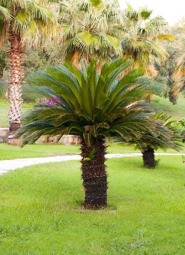 Japanischer Palmfarn: Alles, was Sie wissen mssen
