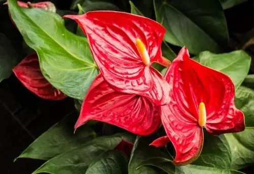 Anthurium: come coltivarlo