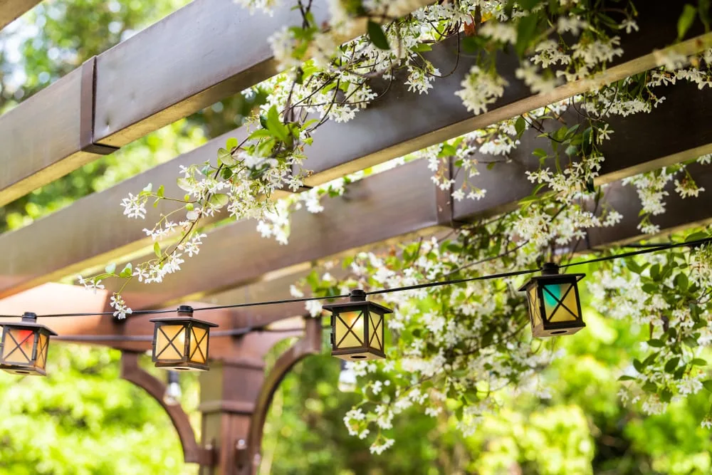 How to grow climbing plants on a balcony or patio