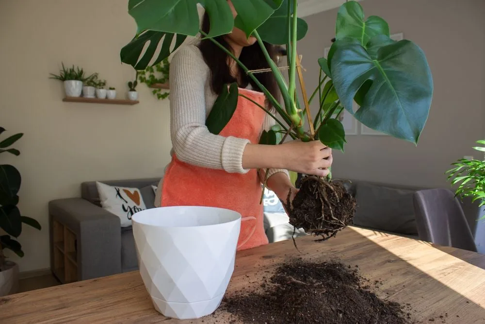 Monstera pflegen: Tipps & Tricks