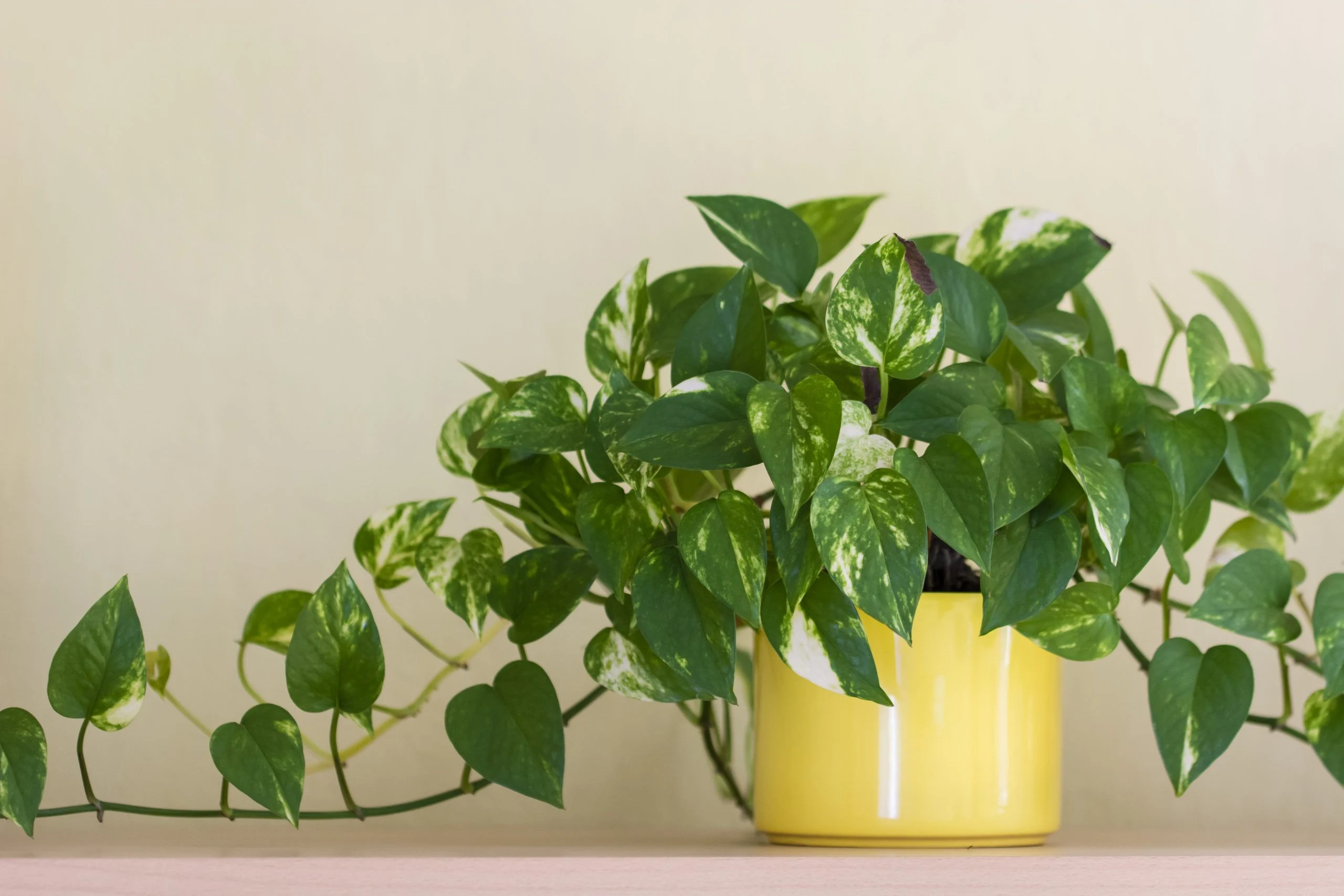 plant pots indoor Mini Wood Indoor Plant Stand with Ceramic Pot