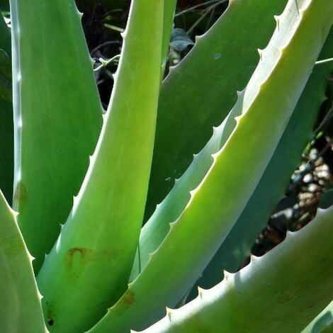 Cuidados del aloe vera