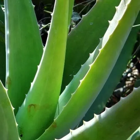 bogenhanf zeylanica Sansevieria Zeylanica – Bogenhanf ca. 100 cm main image 0