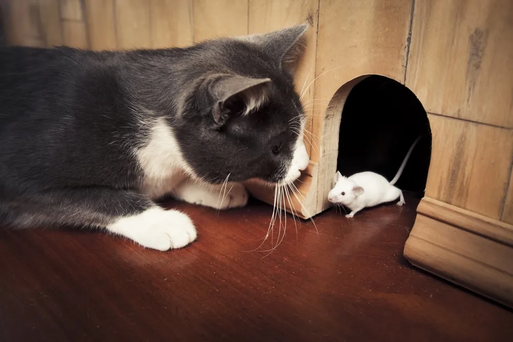 elektrische katzenspielzeuge Elektrisches Katzenspielzeug – Automatischer Hebe & Drehball – Furrivio main image 0
