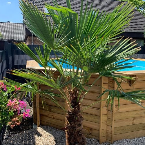 Palmeras Exterior () Palmeras Exterior