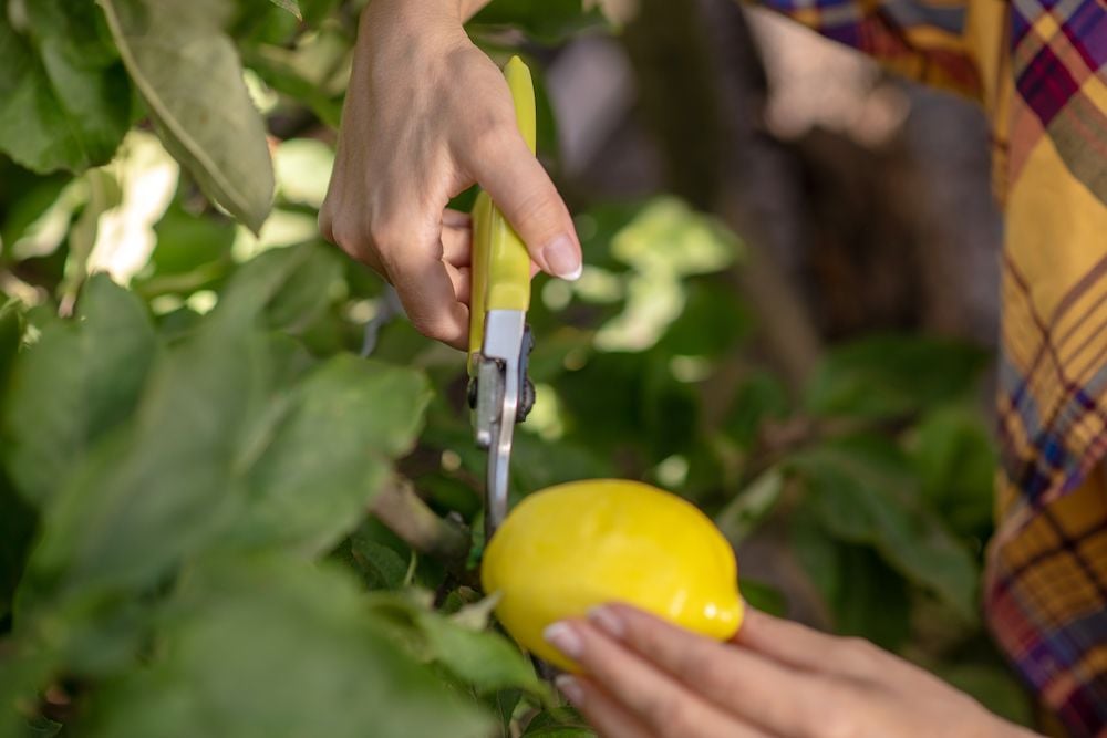 Potatura del limone e raccolta dei frutti