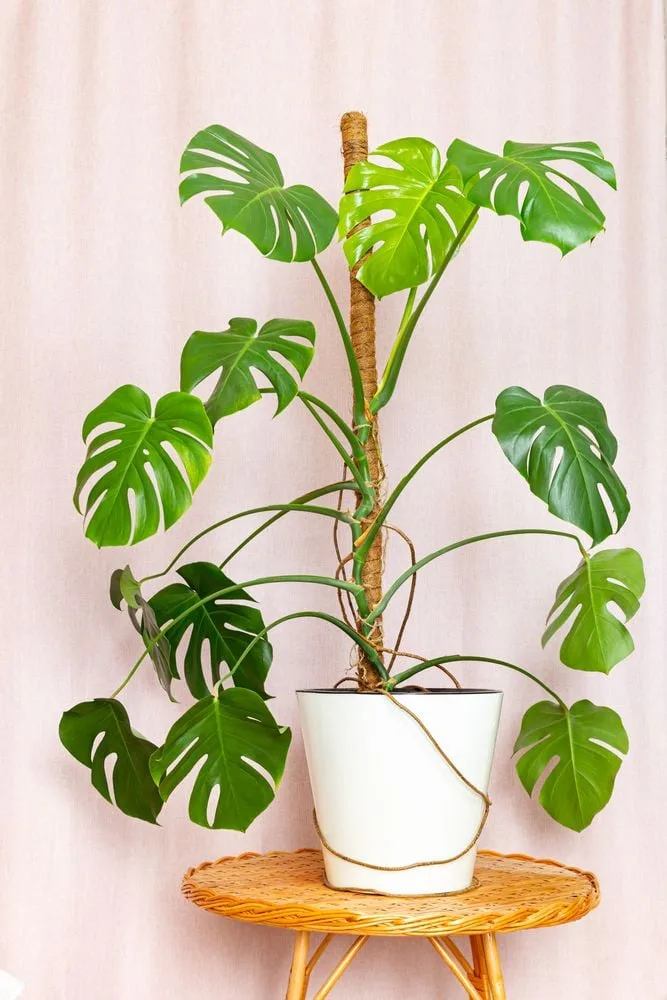 philodendron king of orange Prince of Orange Philodendron – Hey Rooted main image 1