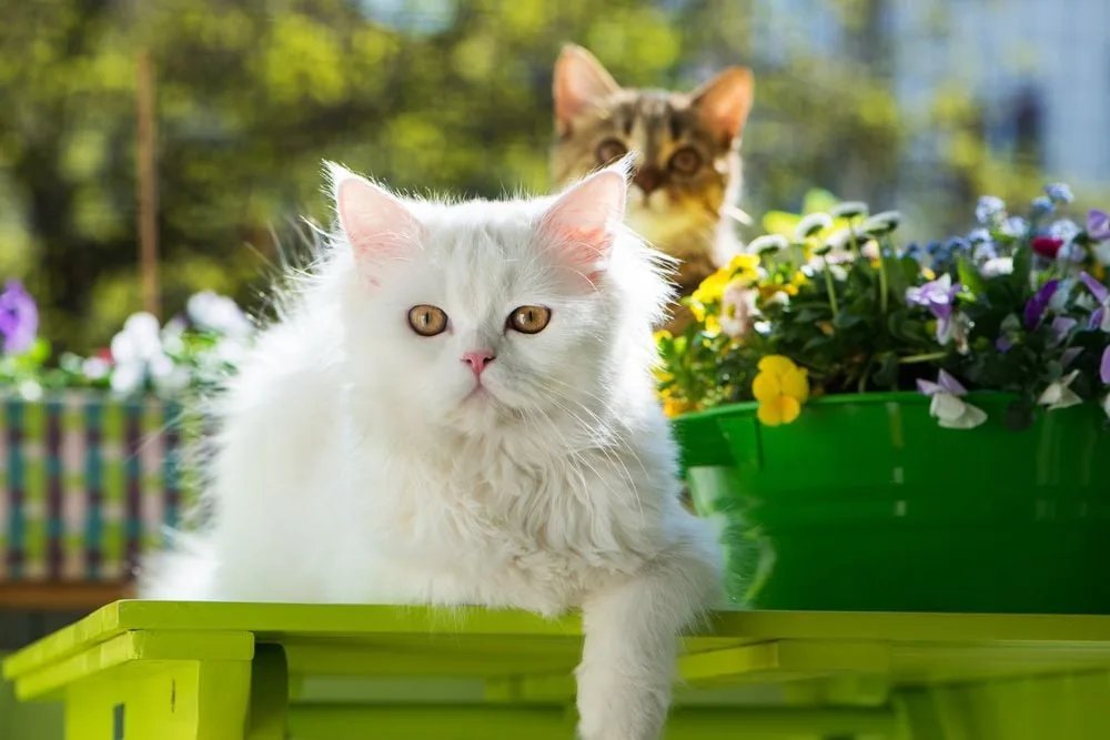 Balkon katzensicher machen: So geht's