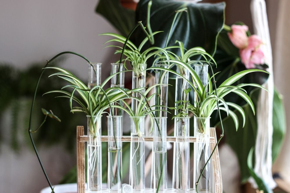 zimmerpflanze groß kaufen Premium XXL Geigenfeige kaufen – Green Me Up