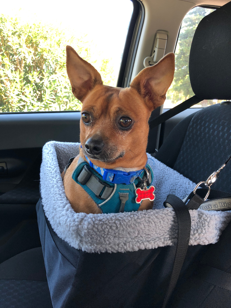 Travelin dog hot sale pet seat