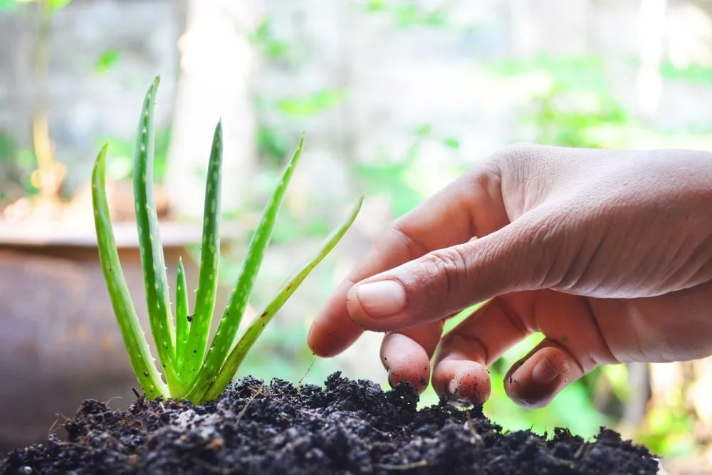 Come prendersi cura dell'Aloe vera