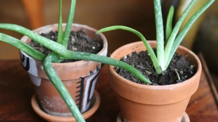 Comment entretenir l'aloe vera