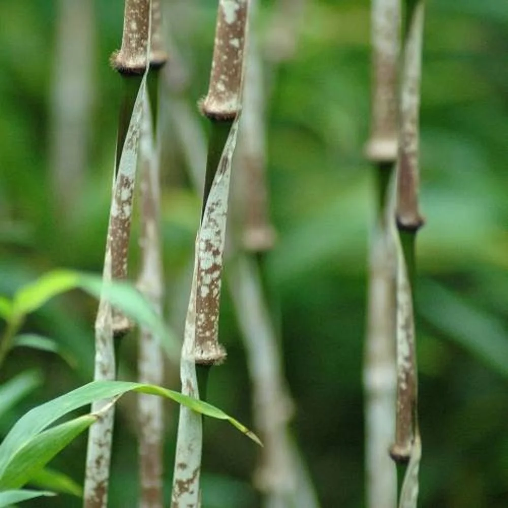 www bambus Bambus 'Aureosulcata Spectabilis' - Phyllostachys aureosulcata spectabilis main image 0