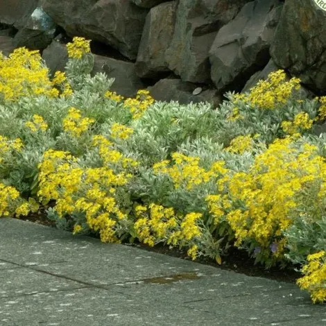 boswellia plant for sale Boswellia sacra – Cactaceae Storeiencius main image 1