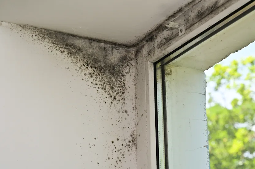 Comment traiter les murs contre l'humidité ?