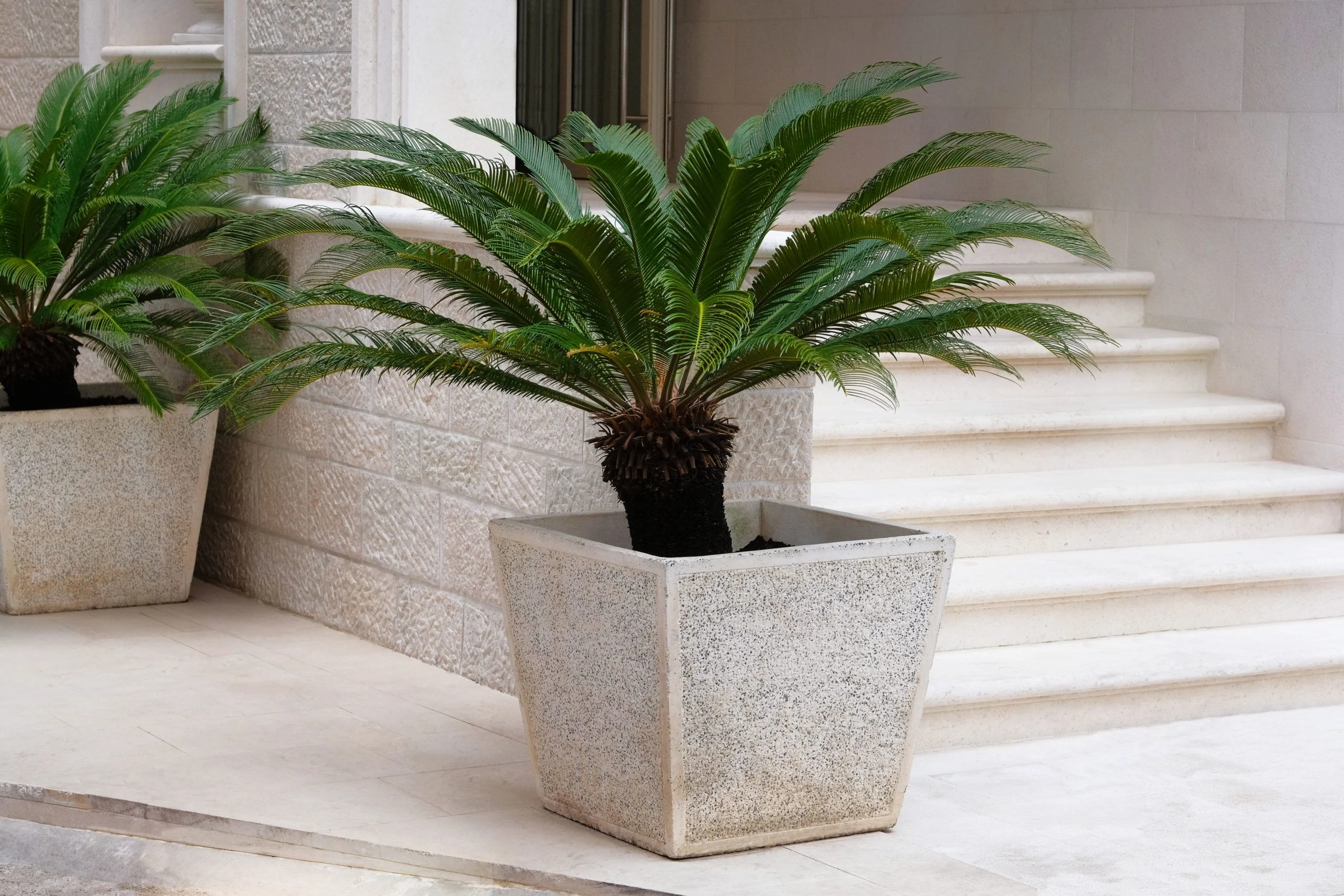 japanischer palmfarn zimmerpflanzen Seedeo® Japanischer Palmfarn (Cycas revoluta) 2 Samen main image 0