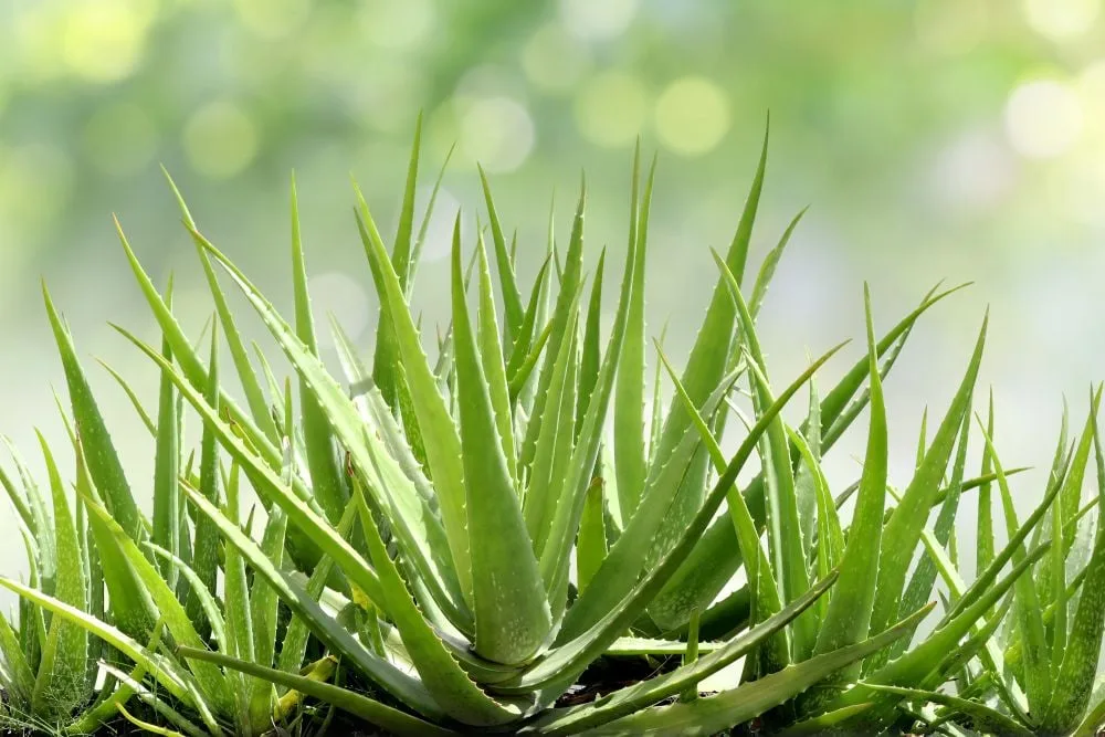aloe vera minusgrade Aloe Lavender