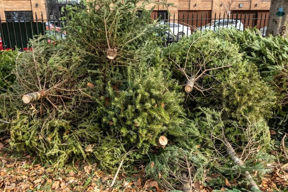 Weihnachtsbaum recyceln: So geht's