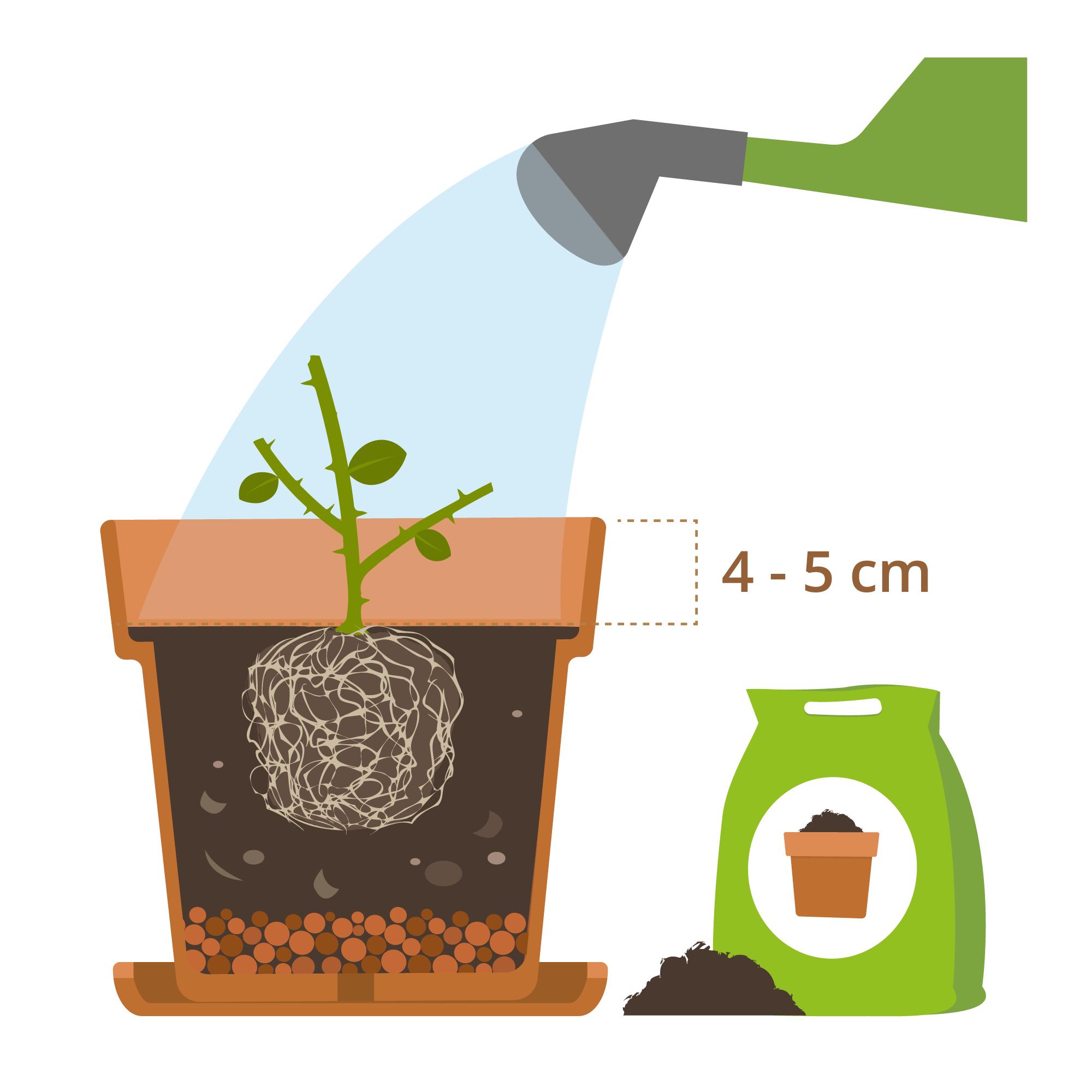 chocolate cherry tomato plant Organic Tomato Tasmanian Chocolate main image 1