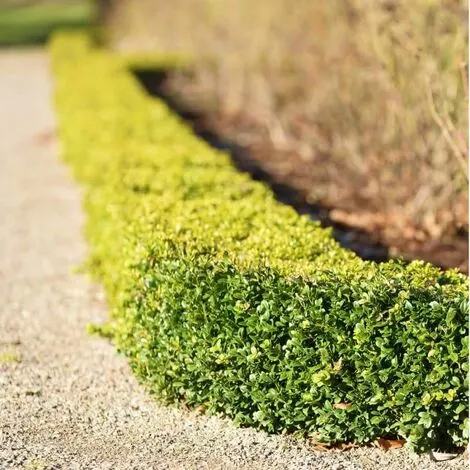 Best alternatives to box hedging for UK gardens