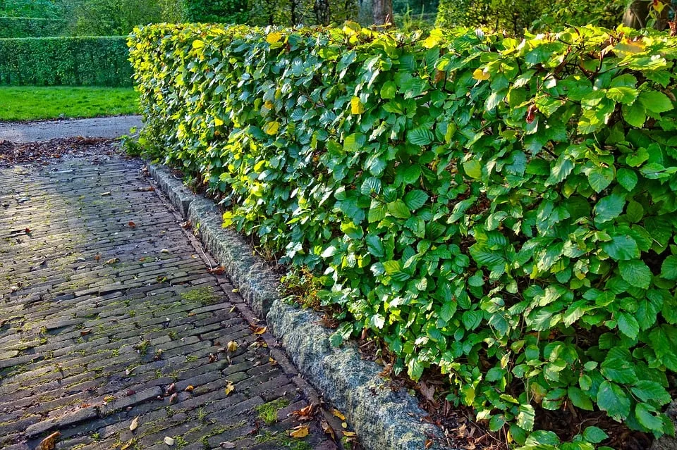 Hecke bewssern: So geht's