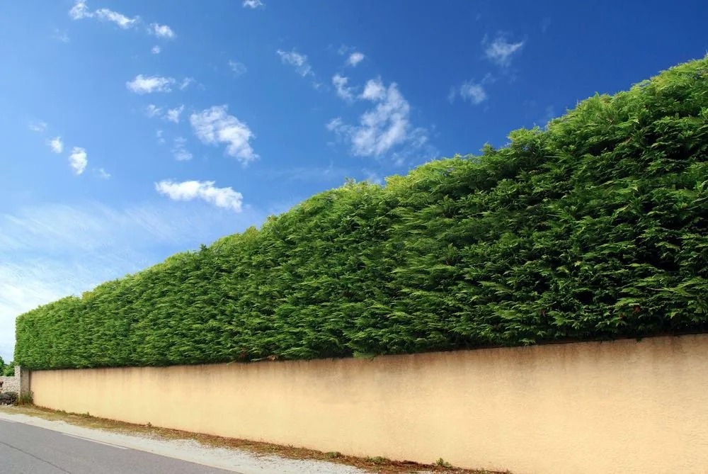 Thuja-Hecke schneiden: So geht's