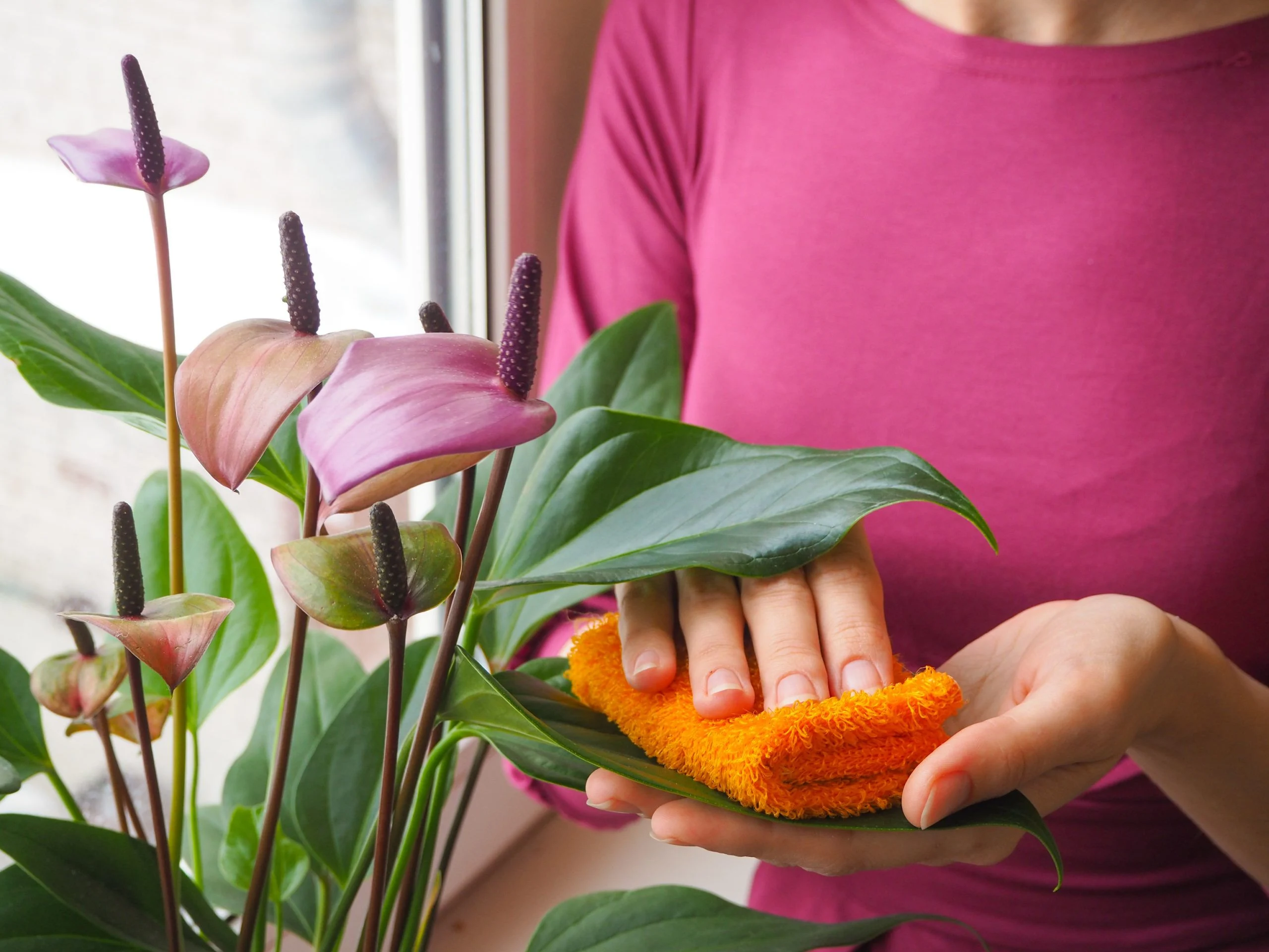 Anthurium : tout savoir