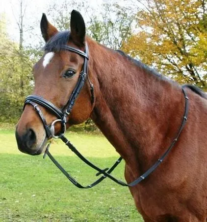 Bride De Filet Professionnelle Sans Mors Pour Cheval - Sangle PP Haute Qualité Avec Rembourrage Polaire, Taille M/L, Noir
