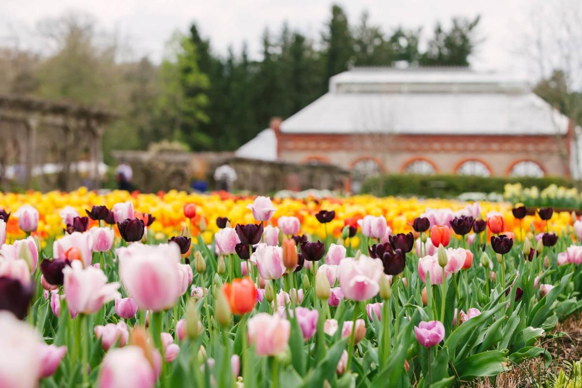 This photo provided by The Biltmore Company shows the rows of tulips in the Walled Garden of the Estate. 