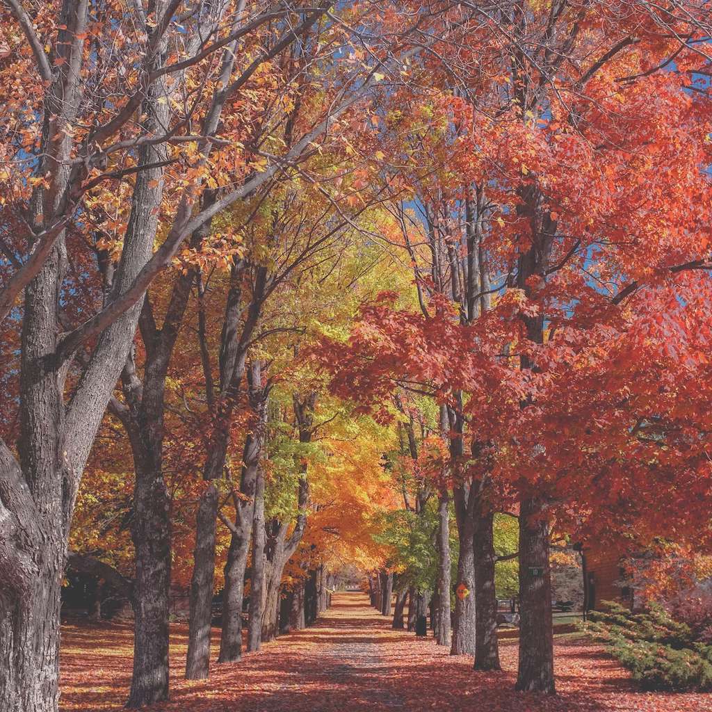 Autumn leaves fill the trees in Asheville. 