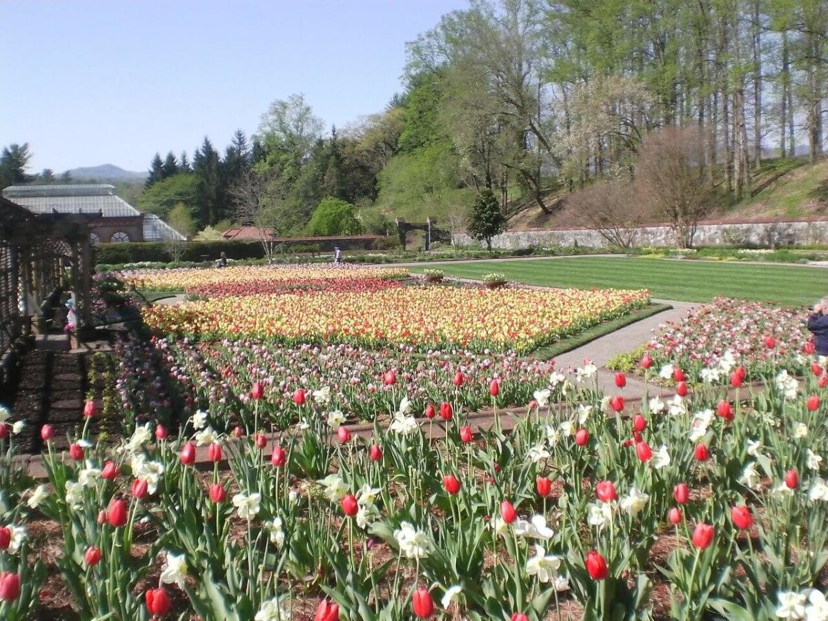 Tulips in the garden at Biltmore Estate. 