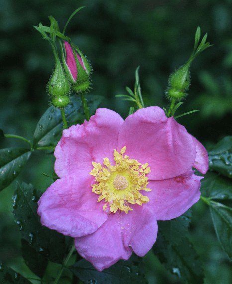 See many native WNC flowers and plants at the Botanical Gardens. 